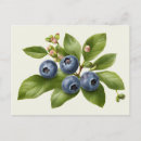 Recherche de illustration de fruit cartes postales Pour tous