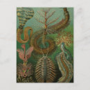 Search for vintage science postcards Insects