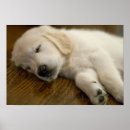 Recherche de petit somme art Chiot