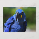Search for blue hyacinth postcards Parrot