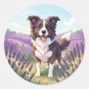 Search for border collie stickers Black and white dog