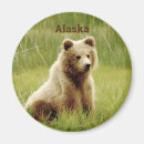Recherche de ours gris magnets L'alaska