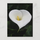 Recherche de cala cartes postales Fleur