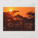 Search for tarangire Sunset