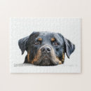 Recherche de chien rottweiler puzzles Rottie