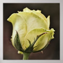 Search for yellow rose art Garden
