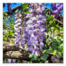 Search for wisteria flowers posters Violet