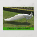 Recherche de oriental cartes postales Vacances