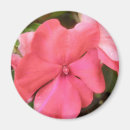 Search for macro flower magnets Pink