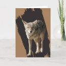 Search for wolves photo cards Animals