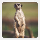 Search for curiosity stickers Wildlife