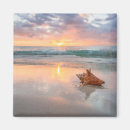 Search for shell beach magnets Coast