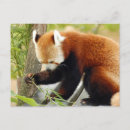 Recherche de panda rouge cartes postales Animaux