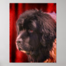 Search for newfies posters Pet