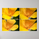 Recherche de coquelicots posters Jaune