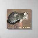 Search for felis art Cat