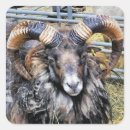 Search for rams stickers Animals