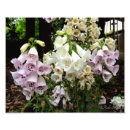 Search for foxglove flowers posters Nature
