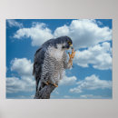 Search for peregrine falcon posters Wildlife