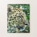 Search for leopard puzzles Wild