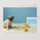 Search for pug puppies postcards Looking at camera