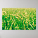 Search for rice paper art Asian