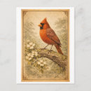 Search for vintage male postcards Antique