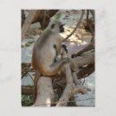 Recherche de gray cartes postales Animal