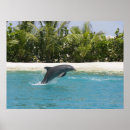 Search for jumping dolphin posters Dolphins