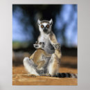 Search for ring tailed art Endangered