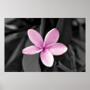 Recherche de clé posters Fleur
