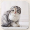 Recherche de le japon bar Chat domestique