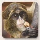 Search for monkey coasters Wildlife