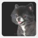 Search for pomeranian stickers Animals