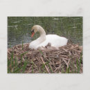 Recherche de muet cartes postales Animal