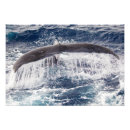 Recherche de queue baleines posters Bosse