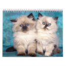 Search for cute kitten calendars Sweet