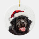 Search for newfoundland dog ornaments Watercolor