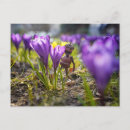 Recherche de fleurs de crocus cartes postales Printemps