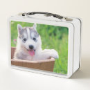Search for husky lunch boxes Alaskan malamute