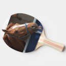 Search for chestnut Stallion