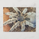 Recherche de arachnides cartes postales Tarantula