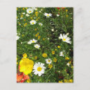 Recherche de cottage garden postcards Fleurs