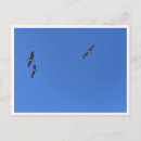 Recherche de oiseaux de vol Photographie de faune