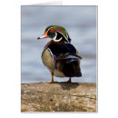 Recherche de canard roux cartes postales Élégant