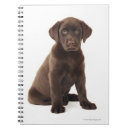 Search for chocolate labrador gifts Animal