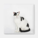 Recherche de tache noire magnets Chat