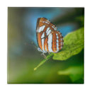 Recherche de butterfly carreaux Papillon