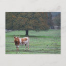 Search for horn postcards Cow