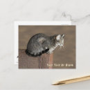 Recherche de chats gris cartes postales Tabby